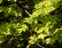 Просто листья