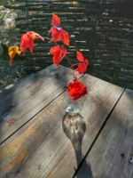 Красные листья поют о любви