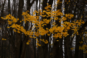 Осенние бабочки.