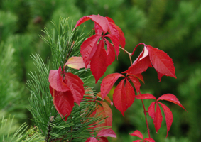 Кедр и дикий виноград