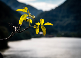 Сезон сбора орехов