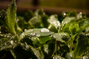 После дождичка, в четверг.