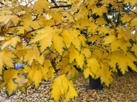 Просто красивые листья клена.