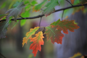 покраснение