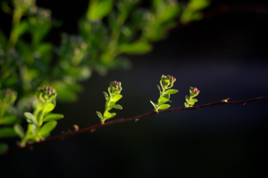 Канатоходцы