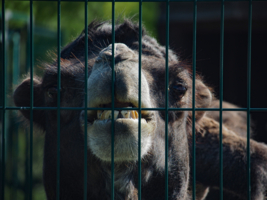 Отойди, иначе плюну!