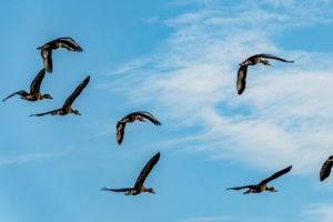 Свободные утки