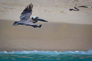 Отдать швартовы!