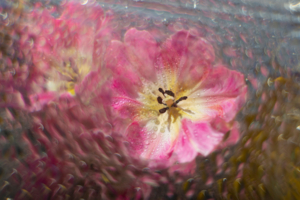 Тюльпановые мечты