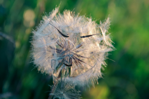 Мистер Клубочкофф