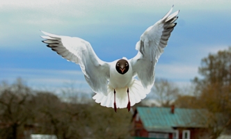 Так пойдёт? Или шире надо?