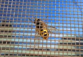 Всё равно я до вас доберусь...