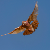 Бакинские красные Чили