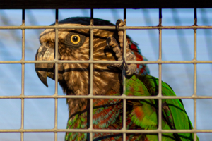 Гоша хороший!