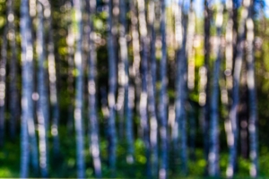 Светлая роща