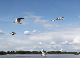 ...на любой вкус...