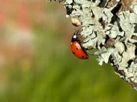 Из жизни насекомых
