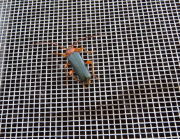 Жук на москитной сетке