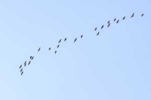 Весна летит