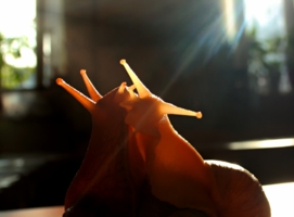 Сладкая парочка