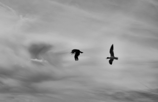 Птичьи разборки