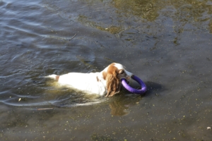 Агрессивная жевательная игрушка