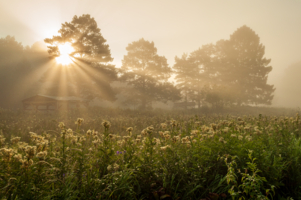 Доброе утро