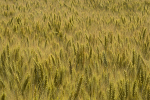 "Ветреная"  рожь.