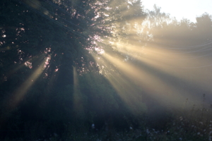 Летние лучи