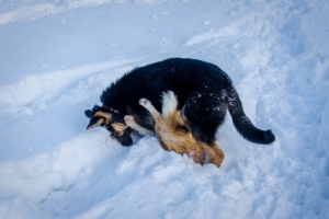 Клубок играющих