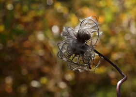 Путанный клубок