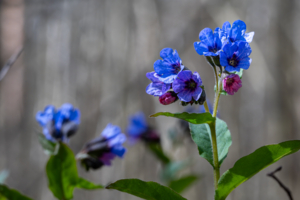 цветочный блюр