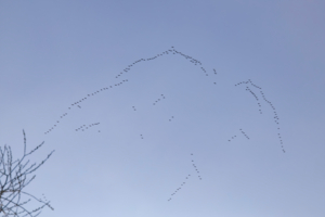 Снова птицы в стаи собираются