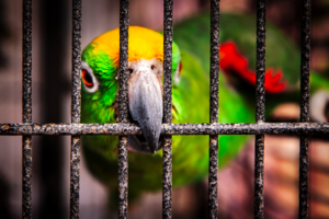 Желание свободы