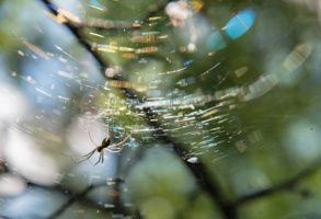 Весёлый паучок