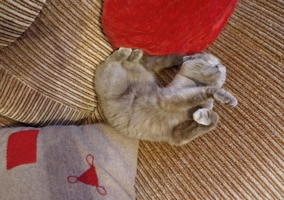 Клубок с колючками