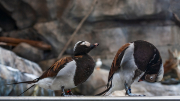 обручальные кольца