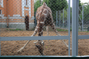 Безопасная поза