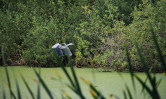 На этом болоте ловить нечего!
