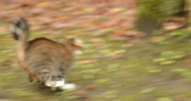 Тыг-дык motion blur