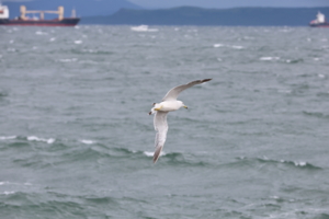 Над волнами
