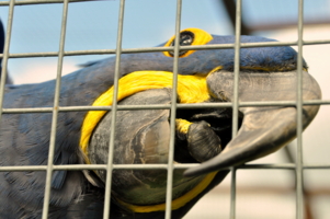 Выпустите меня!!!