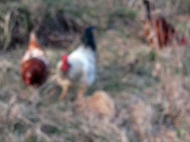 Третий лишний