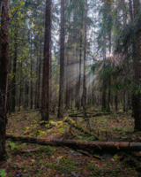 В заповедном лесу