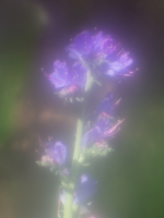 В пастельных тонах