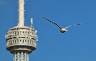 Летим к телевышке