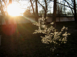 Вишня под лучами