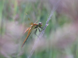 Сиреневый туман