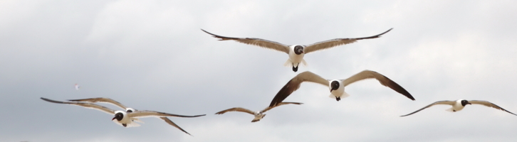 Эскадртлья