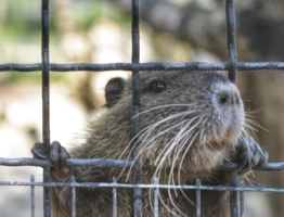 Всё осилю, дай мне волю!